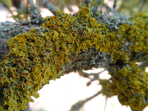 diskovník múrový Xanthoria parietina var. parietina