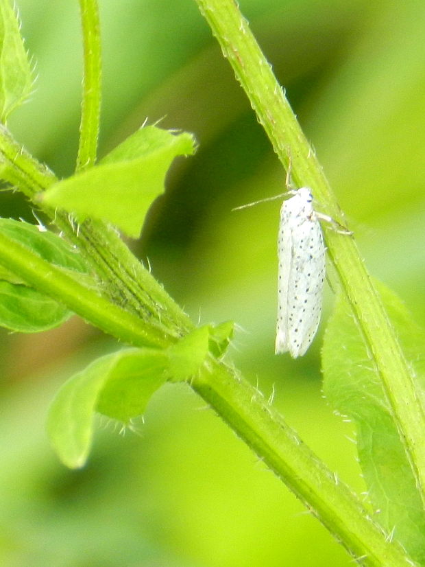 priadzovec čremchový  Yponomeuta evonymella