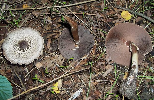 pečiarka perličková Agaricus praeclaresquamosus var. praeclaresquamosus A.E. Freeman