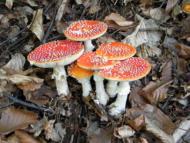 muchotrávka červená Amanita muscaria (L.) Lam.