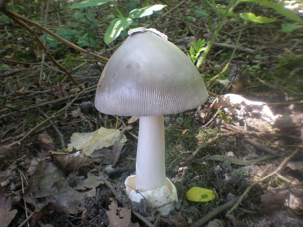 muchotrávka pošvatá Amanita vaginata (Bull.) Lam.