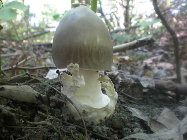 muchotrávka pošvatá Amanita vaginata (Bull.) Lam.