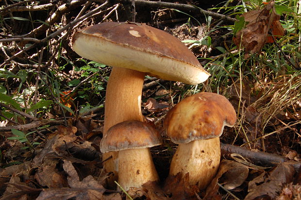 hríb bronzový Boletus aereus Bull. ex Fr.