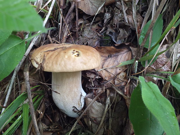 hríb smrekový Boletus edulis Bull.