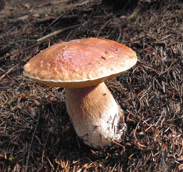 hríb smrekový Boletus edulis Bull.