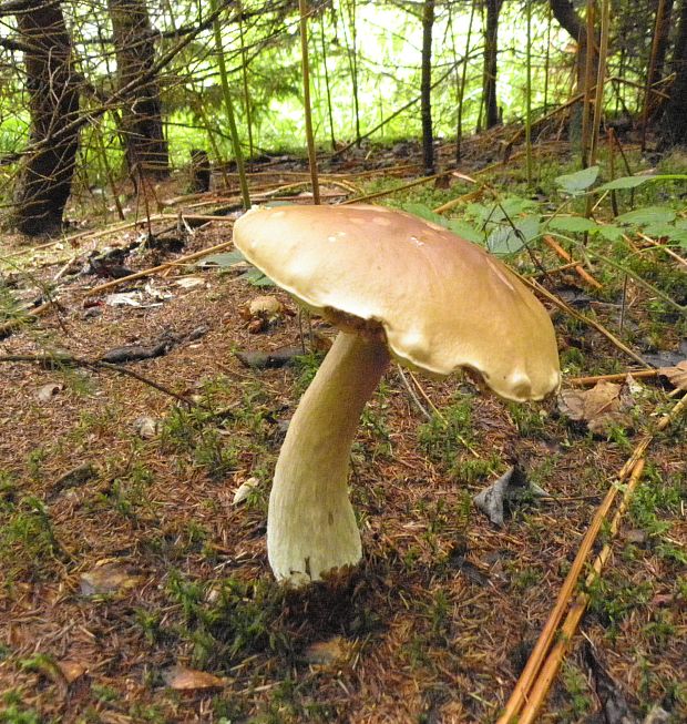 hríb smrekový Boletus edulis Bull.