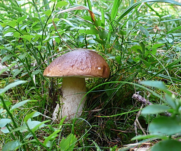 hríb smrekový Boletus edulis Bull.