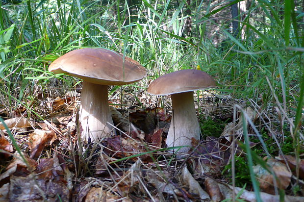 hríb smrekový Boletus edulis Bull.