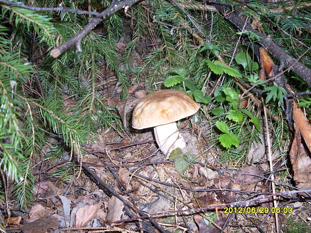 hríb smrekový Boletus edulis Bull.