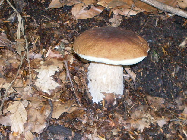 hríb smrekový Boletus edulis Bull.