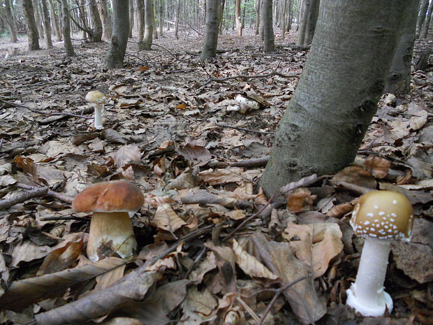 hríb sosnový & muchotrávka tigrovaná Boletus pinophilus & Amanita pantherina Pil. et Dermek in Pil & (DC.ex Fr.) Krombh.