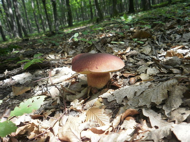 hríb sosnový Boletus pinophilus Pil. et Dermek in Pil.