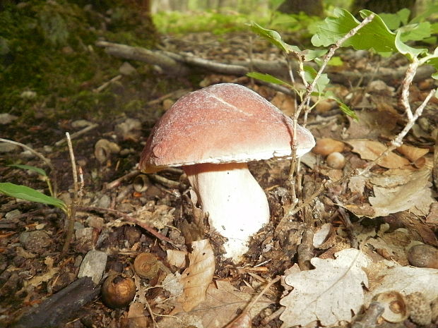 hríb sosnový Boletus pinophilus Pil. et Dermek in Pil.