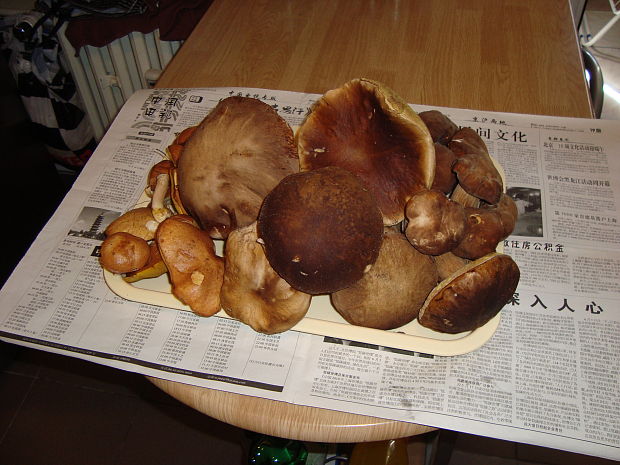 hríb dubový Boletus reticulatus Schaeff.