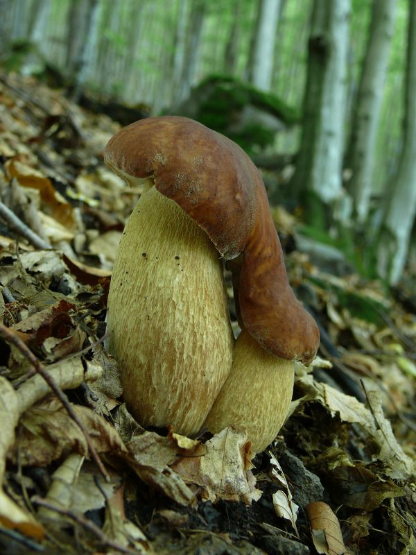 hríb dubový Boletus reticulatus Schaeff.