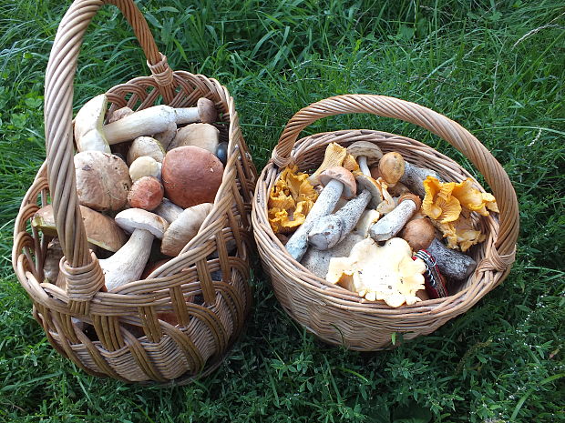 hríb dubový Boletus reticulatus Schaeff.