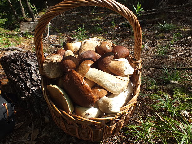 hríb dubový Boletus reticulatus Schaeff.