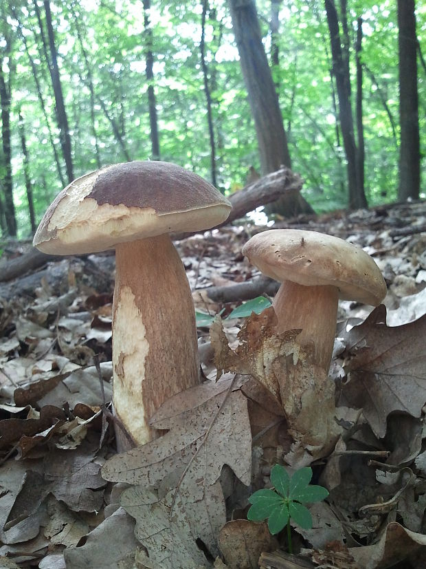 hríb dubový Boletus reticulatus Schaeff.