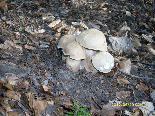 hríb dubový Boletus reticulatus Schaeff.