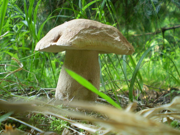 hríb Boletus sp.