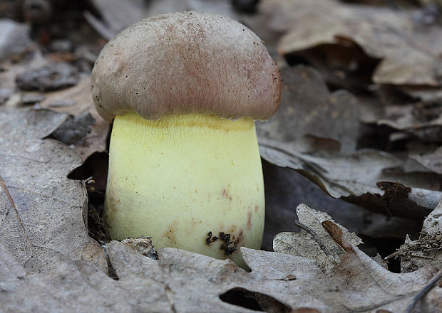 hríb príveskatý Butyriboletus appendiculatus (Schaeff. ex Fr.) Secr.