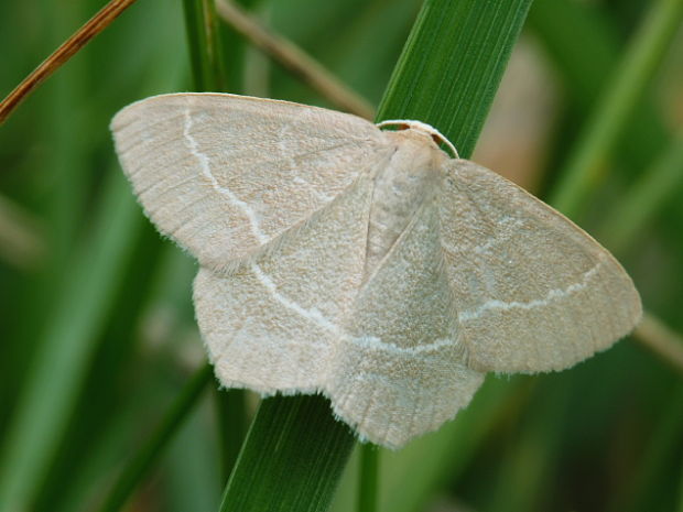 piadivka vresovisková Chlorissa viridata