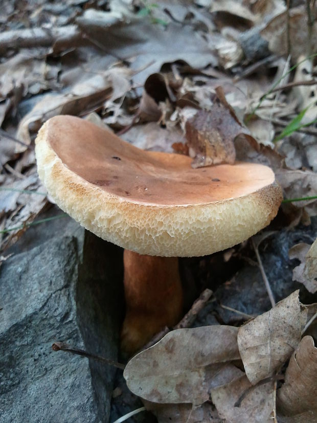 hríbnik gaštanovohnedý Gyroporus castaneus (Bull.) Quél.