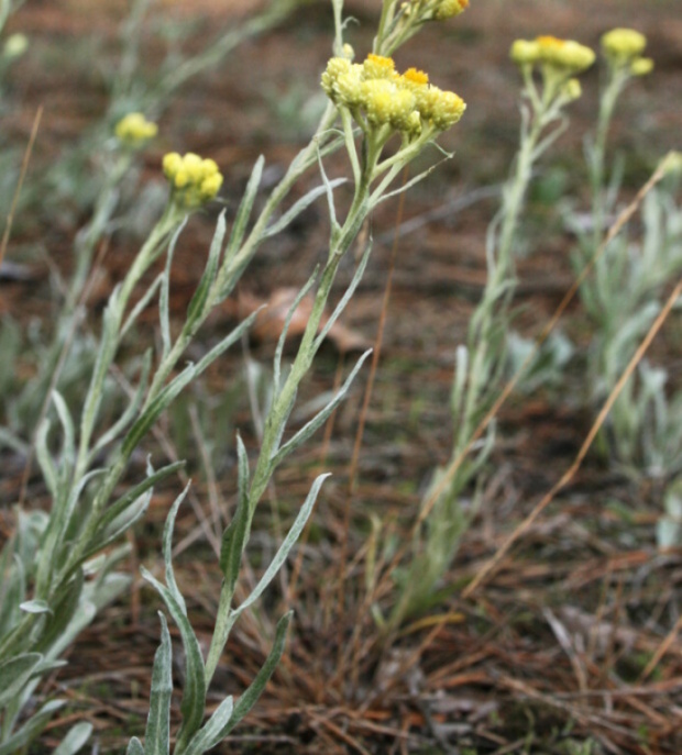 slamiha piesočná Helichrysum arenarium (L.) Moench