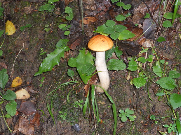 kozák osikový Leccinum albostipitatum den Bakker & Noordel.