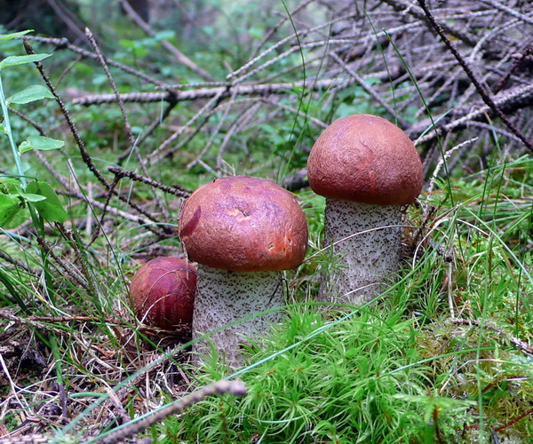 kozák smrekový Leccinum piceinum Pilát & Dermek