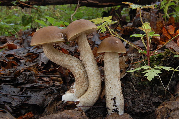 kozák hrabový Leccinum pseudoscabrum (Kallenb.) Šutara