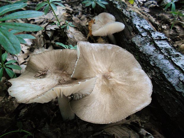 povraznica širokolupeňová  Megacollybia platyphylla (Pers.) Kotl. & Pouzar