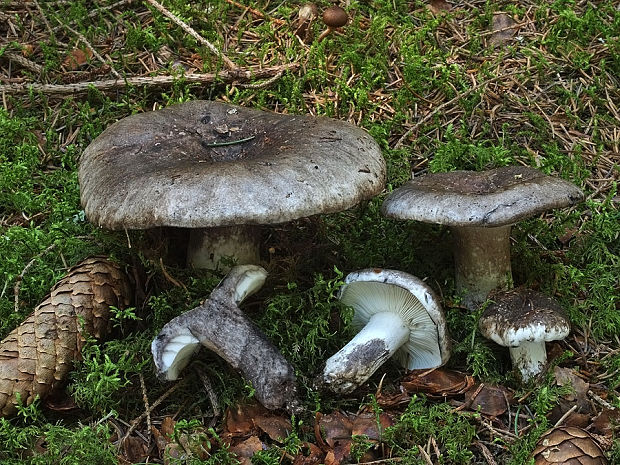 plávka čiernobiela Russula albonigra (Krombh.) Fr.