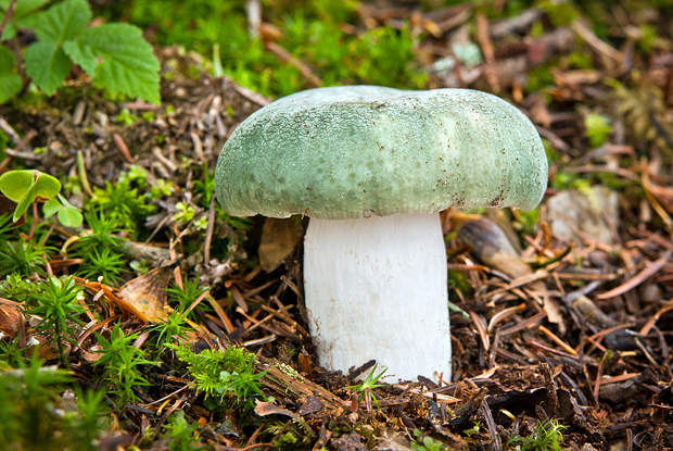 plávka zelenkastá Russula virescens (Schaeff.) Fr.