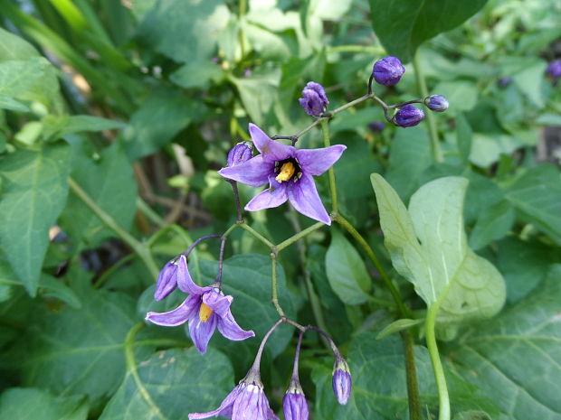 ľuľok sladkohorký Solanum dulcamara L.