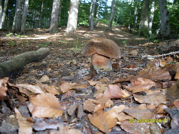 hríb zrnitohlúbikový Sutorius luridiformis (Rostk.) G. Wu & Zhu L. Yang