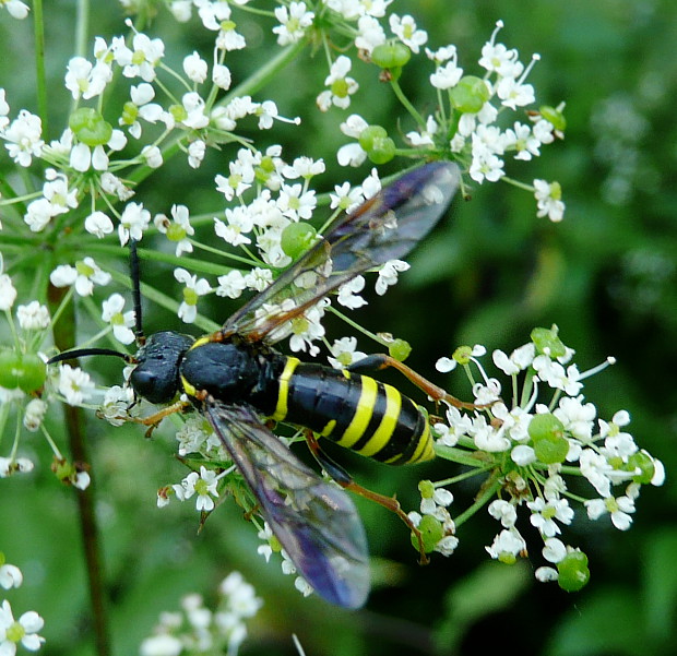 piliarka Tenthredo vespa Retzius, 1783