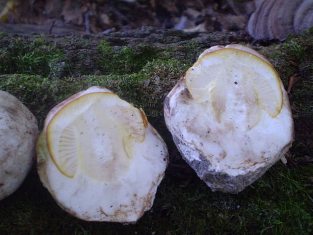 muchotrávka cisárska Amanita caesarea (Scop.) Pers.