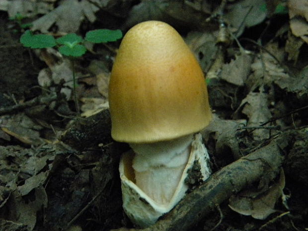 muchotrávka oranžová Amanita crocea (Quél.) Singer