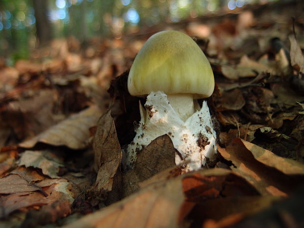 muchotrávka zelená Amanita phalloides (Vaill. ex Fr.) Link