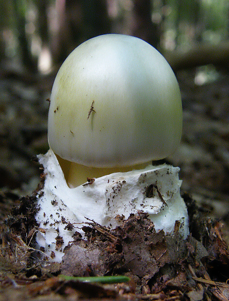 muchotrávka zelená Amanita phalloides (Vaill. ex Fr.) Link