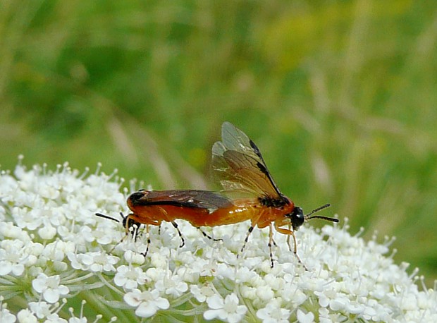 piliarka repková Athalia rosae Linnaeus, 1758