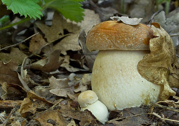 hríb bronzový Boletus aereus Bull. ex Fr.