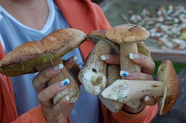 hríb smrekový Boletus edulis Bull.