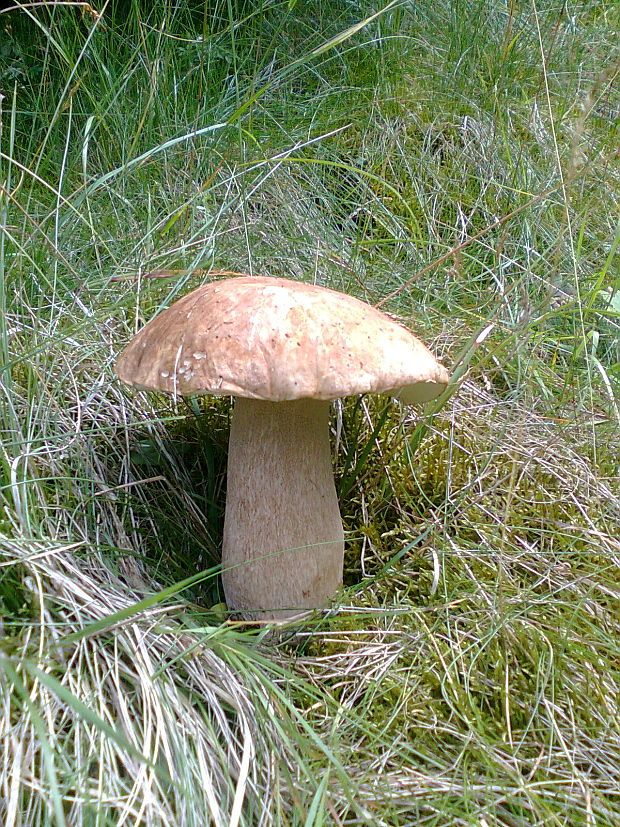 hríb smrekový Boletus edulis Bull.