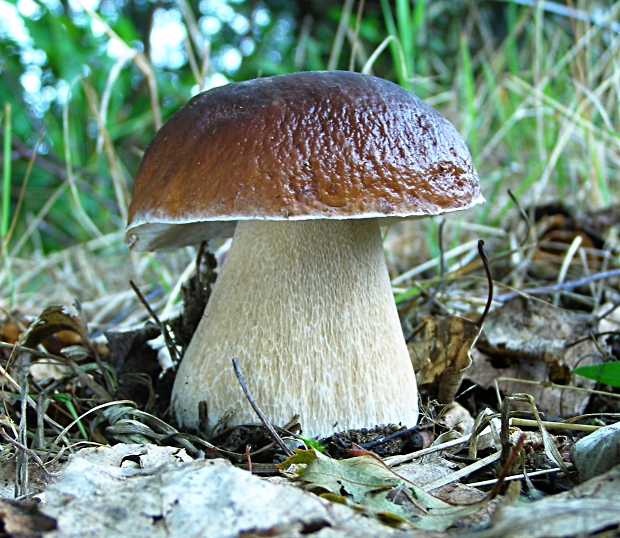 hríb smrekový-hřib smrkový Boletus edulis Bull.