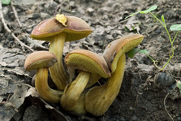 suchohríb červenohnedý ? Boletus ferrugineus Schaeff.