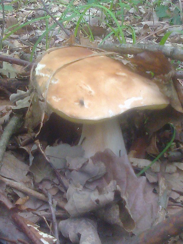 hríb dubový Boletus reticulatus Schaeff.