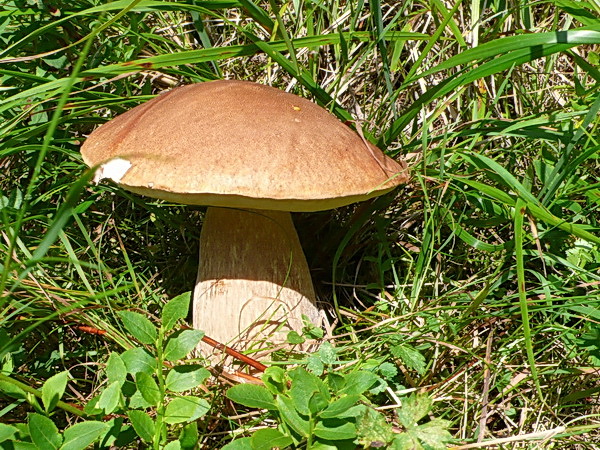 hríb dubový Boletus reticulatus Schaeff.