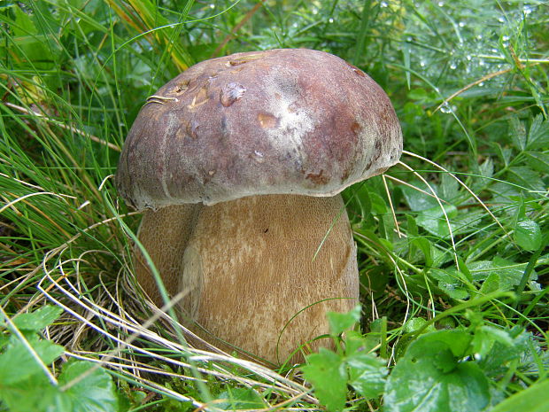 hríb dubový Boletus reticulatus Schaeff.